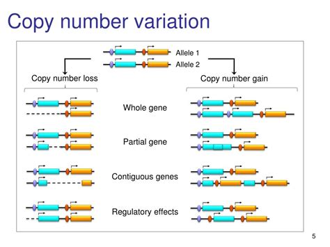 Image result for Copy Number Variation Genes