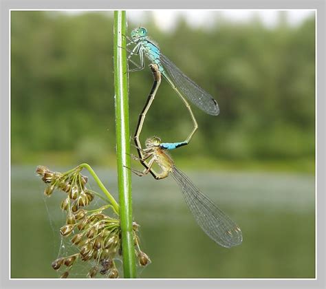 Vážky, šidélka a motýlice (Odonata) - Bobův fotoblog