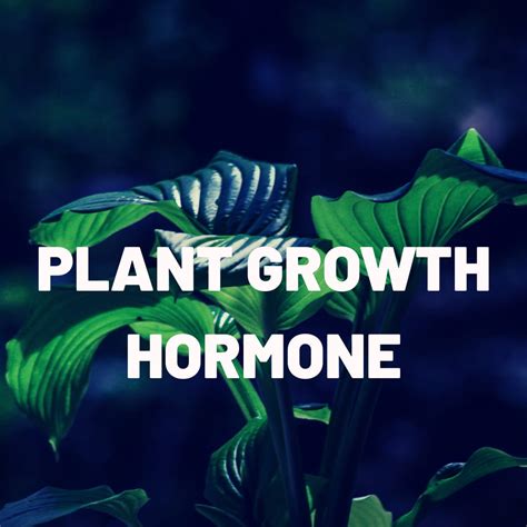 Plant Growth Hormone - Helpfarming