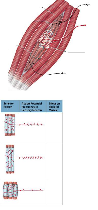 Image result for Skeletal Muscle Action Potential Graph