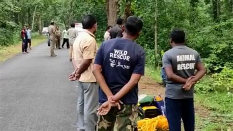 Ranger, 2 guards suspended over alleged tusker poaching in Odisha’s ...