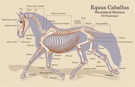 Skeletal System Of A Horse