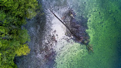 Wallpaper coast, sea, trees, branch, dry hd, picture, image