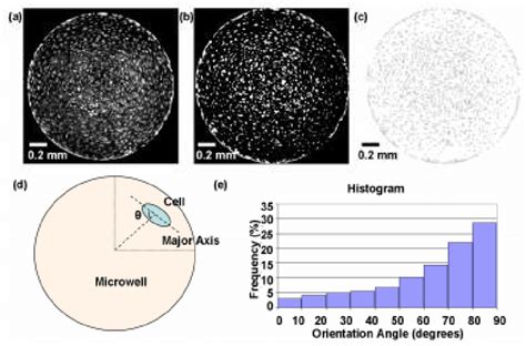 Image result for Computer Assistant Image Analysis ImageJ
