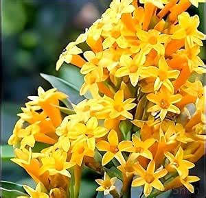 EverSneh Wonderful Night Blooming Jasmine Yellow Raat ki Rani/Hasnuhana ...