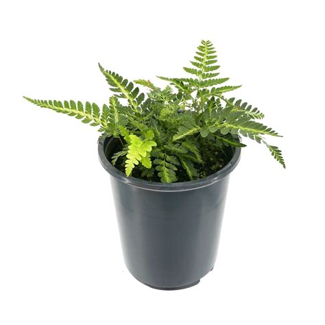 Arachnoides 'Variegata' Fern Plant in 2.5 -Quart Pot 1 -Pack in the ...
