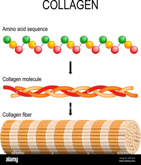 Collagen (fiber, molecule, and Amino acid sequence). Molecular structure. Three polypeptides ...
