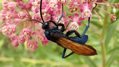 Tarantula Hawk Sting Wound