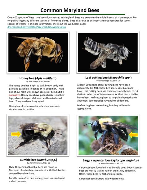 Image result for Bee Identification Chart