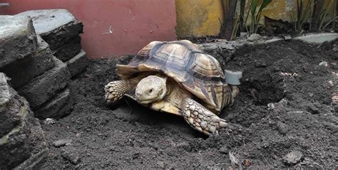 Male vs Female Sulcata Tortoise: What's their Difference? - A-Z Animals