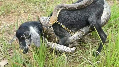 Python Killing a Goat 的图像结果