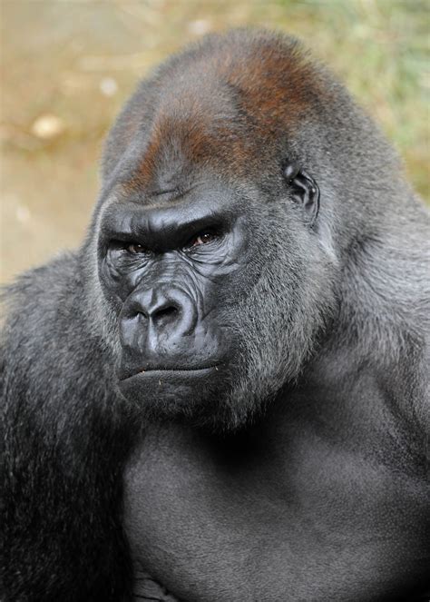 Silverback Gorilla Strength