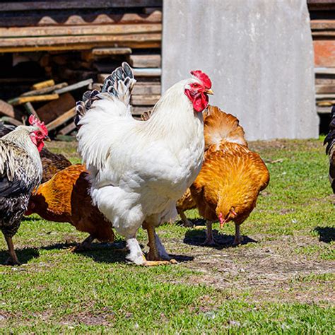 Productos · Venta y suministro de productos veterinarios y ganaderos.