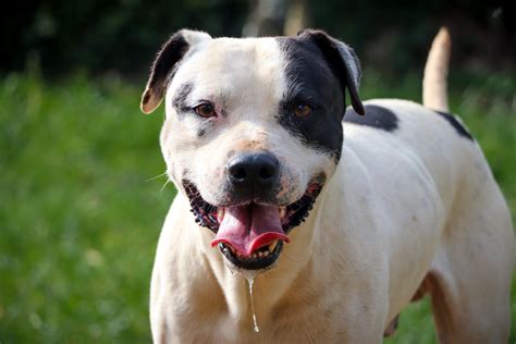 Image result for Drooling Dogs