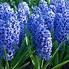 Image result for Blue Spring Perennials