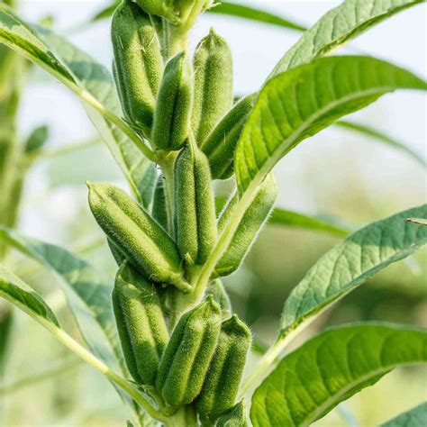 Sesame Seed Plant