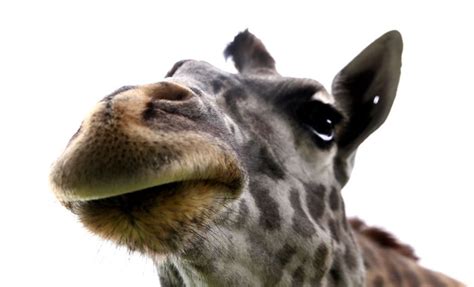 Giraffe calf dies during birth at Columbus Zoo - cleveland.com