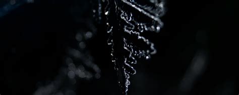 Download wallpaper 2560x1024 ice, leaf, winter, dark, macro ultrawide ...