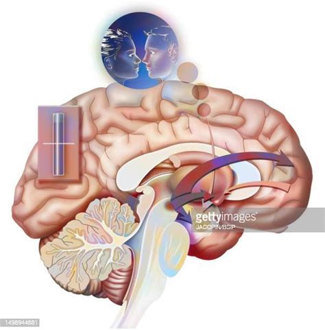 Image result for Prefrontal Cortex Brain Drawing