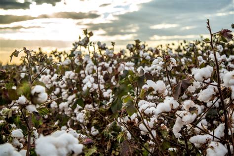 Cotton - Protect Our Livelihood