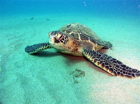 Sea Turtle 的图像结果