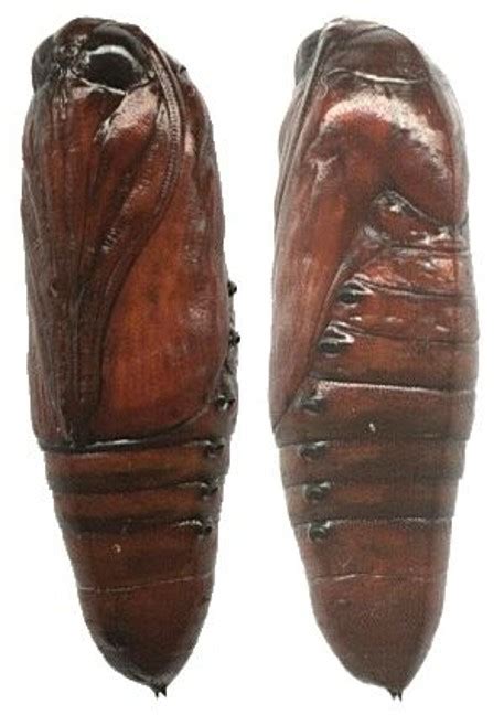 TNAU Agritech Portal :: Crop Protection :: Pest :: Cotton