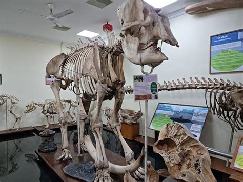 Natural History Museum Thiruvananthapuram - Hi TVM Tourism