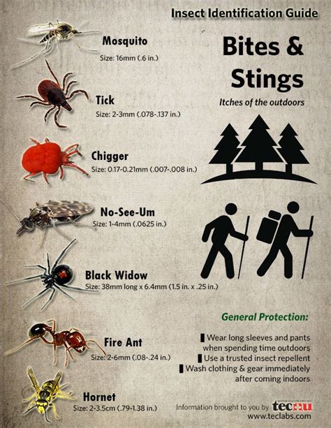 Image result for Bug Bite Identification Chart