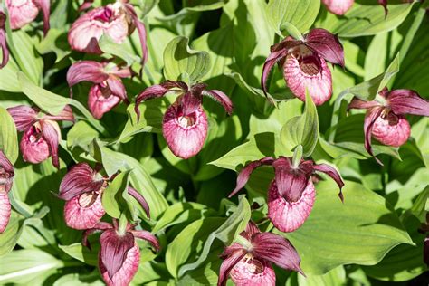Lady's Slipper Orchids: Plant Care & Growing Guide