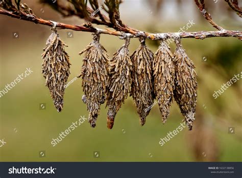 Bagworm Cocoons Evergreen Bagworm Moth Thyridopteryx Foto Stok ...