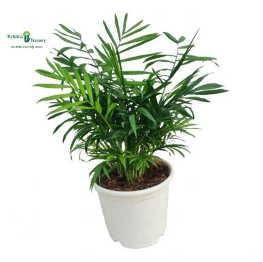 Chamaedorea Palm