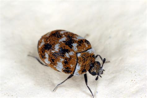Carpet Beetle Treatment | Elysium Pest Control | Fife