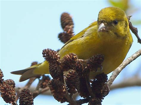 Tibetan Serin - eBird