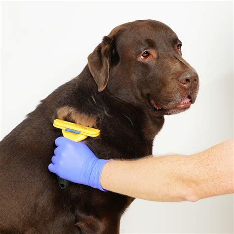 Image result for Labrador Retriever Grooming