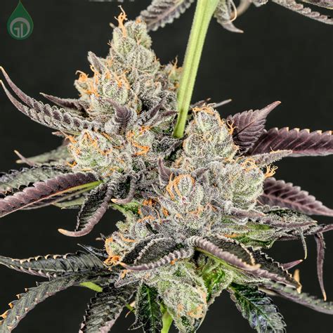 Bermuda Punch - Green Dot Labs