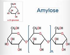 amylose 的图像结果