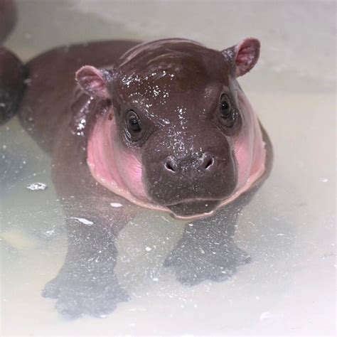 Poppy the Pygmy Hippo: A New Star at Metro Richmond Zoo - Doggodigest