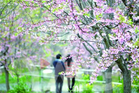 杭州樱花园“限流”开放 今年花期提前半个月