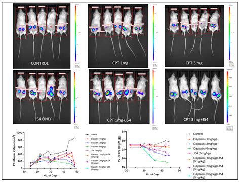 Exploiting TLK1 and Cisplatin Synergy for Synthetic Lethality in ...