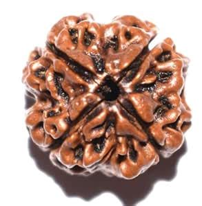 ADI Jewels Four Face Rudraksh Natural Attractive Colour and Shaped ...