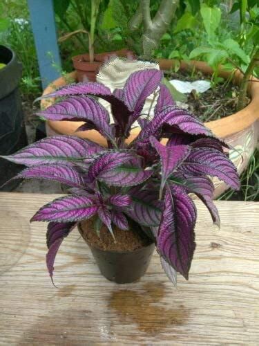 Strobilanthes dyeriana - Ornamental Plants– Exotic Flora