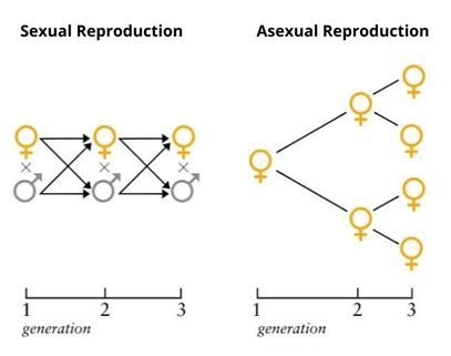 Accumulation of variations during asexual reproduction — lesson ...