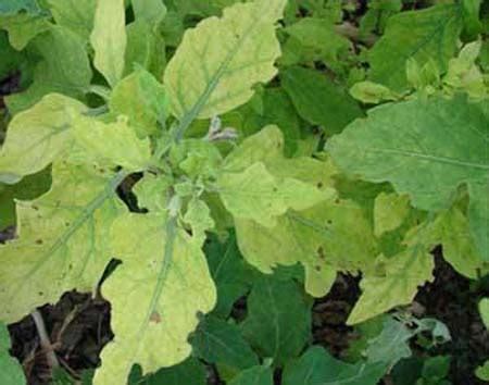 Untitled Document [agritech.tnau.ac.in]