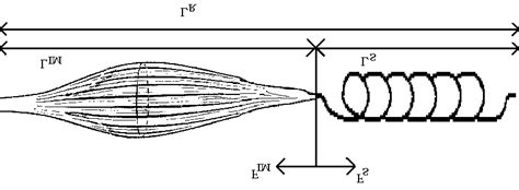 Image result for Muscle Spindle Rate Coding