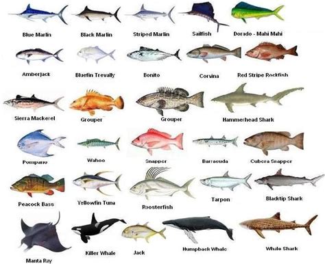 Image result for Fish Probes Spatial Transcriptomics