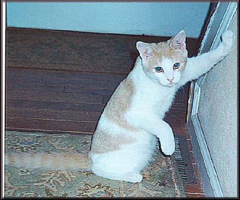 Classification Model Example 的图像结果