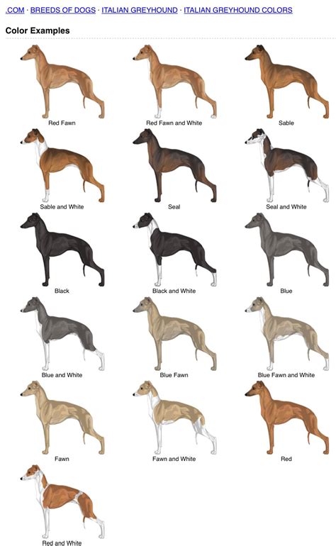 Italian Greyhound Colors | Dog Breed Names