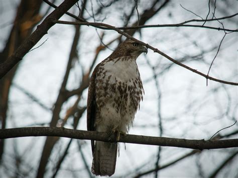 Download wallpaper 1152x864 red-tailed buzzard, hawk, bird, branch ...