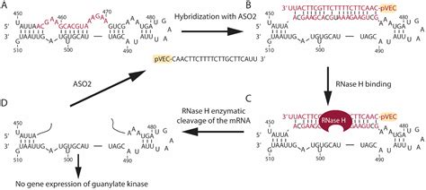 General and Specific Cytotoxicity of Chimeric Antisense ...