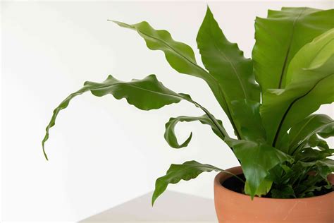 Bird's Nest Fern: Plant Care & Growing Guide